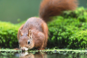 Red squirrel drinking at mossy forest pond.