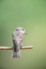 Pied flycatcher on branch in forest.