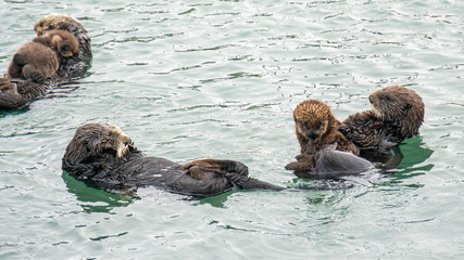 Fototapeta premium Southern Sea Otter mothers and babies floating in ocean