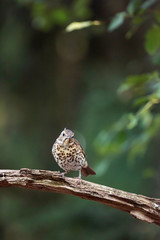Juvenile thrush bird on branch in summer forest.