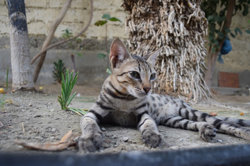 Domestic young cat close up animal