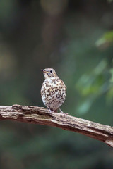 Juvenile thrush bird on branch in summer forest.
