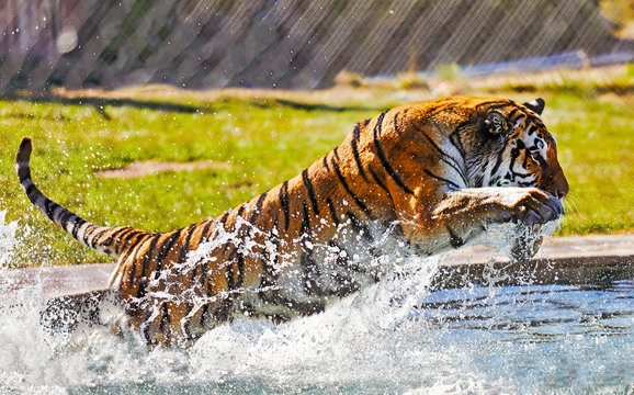Tiger in a swimming pool