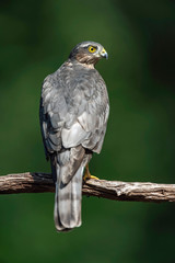 Sparrowhawk in branch in sunny summer forest.