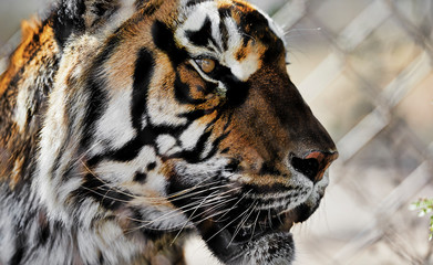 Profile of a Tiger