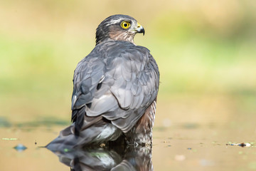 Sparrowhawk bathing in pond in forest.