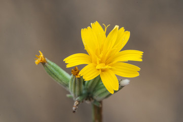 Chondrilla juncea rush skeletonweed gum succory devils grass and nakedweed stylized plant with strong stems and small yellow flowers