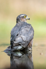 Sparrowhawk bathing in pond in forest.
