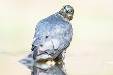 Sparrowhawk bathing in pond in forest.