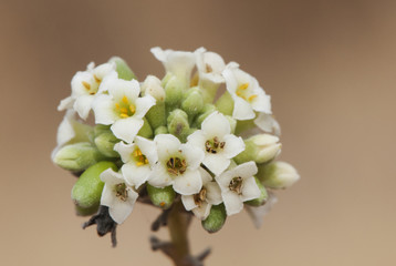 Daphne gnidium the flaxleaved daphne Mediterranean shrub with beautiful white flowers of wax-like...