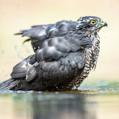 Sparrowhawk bathing in pond in forest.