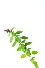  Basil leaf  trunk floral limb with white background
