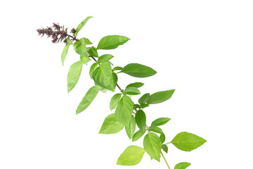  Basil leaf  trunk floral limb with white background