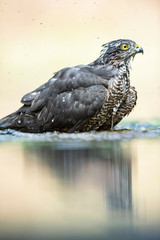 Sparrowhawk bathing in pond in forest.