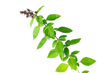  Basil leaf  trunk floral limb with white background
