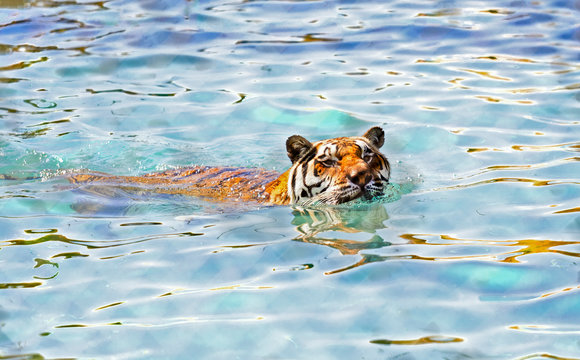 Tiger going into a swimming pool