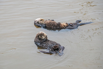Fototapeta premium Southern Sea Otter mothers and babies floating in ocean