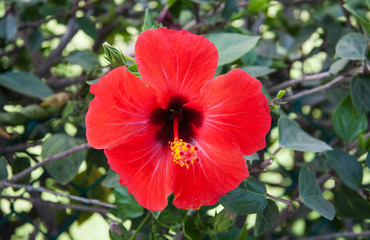 Flor en un parque andaluz