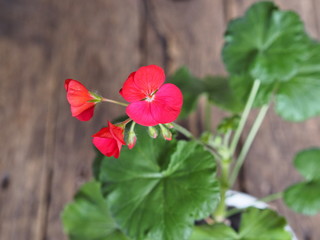 red pelargonium flower on an ancient wooden background