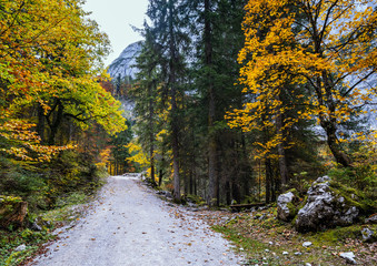 Fototapeta premium Peaceful autumn Alps mountain forest view. Near Gosauseen or Vorderer Gosausee lake, Upper Austria.