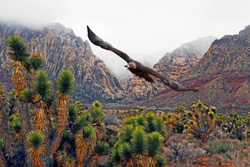 Obrazy na Szkle  Orzeł przedni (Aquila chrysaetos) szybujący w pobliżu pokrytych mgłą gór na pustyni Mojave