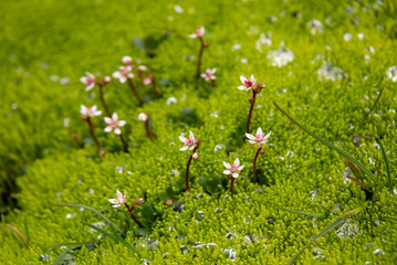 Moos Wassertropfen Blumen Blüten Makro Nahaufnahme grün Island Hochland vulkanisch Lava nass feucht Vegetation leuchtgrün