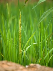 Plant de riz dans les montagne Hà Giang au Vietnam 