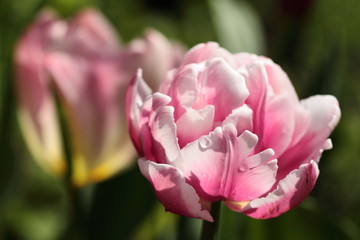 Obraz na płótnie Canvas Kwiat różowo-białego tulipana