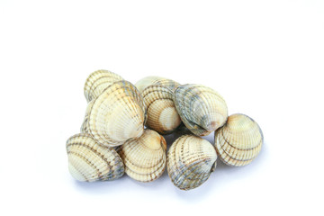 raw cockles in a white background