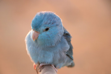 Blue parrot perched on the finger