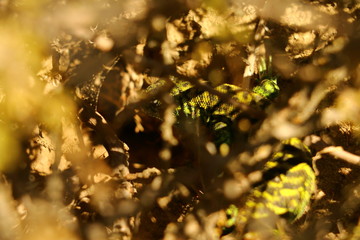 lagartija verde escondida entre la maleza