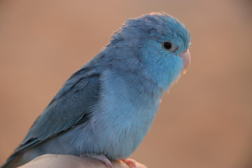 A cute little blue parrot