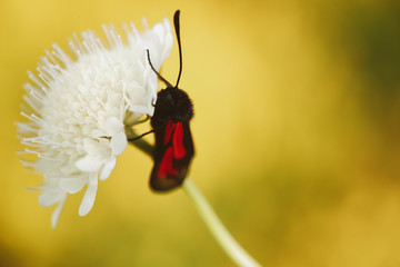 beautiful butterfly sits on a flower in spring