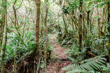 Obraz premium La Réunion