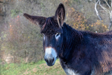 Poitou donkey (Equus asinus)
