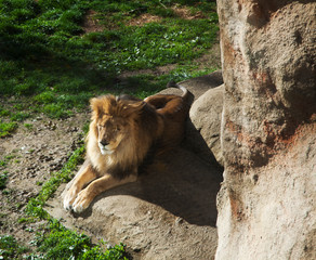 Obraz na płótnie Canvas A lion in a cave