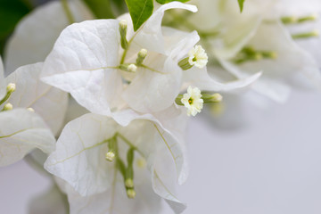 A white flower on the island Sri Lanka