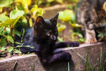 Funny Kittens playing outdoor looking happy. Little kitten playing outdoor. Happy pet concept.