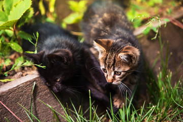 Two adorable kittens playing together.Kittens outdoor.
