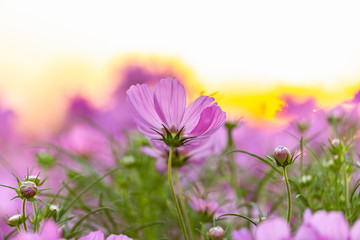 Cosmos flower  on background of the golden light of sunset, Selective focus