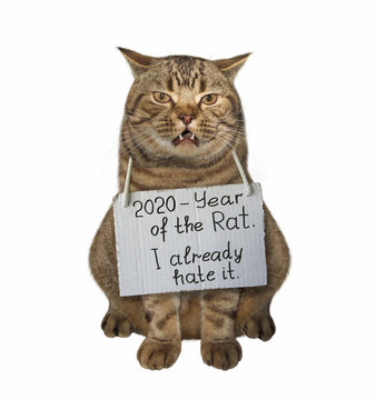 The beige cat wears a sign around its neck that says 2020 - year of the rat and I already hate it. White background. Isolated.