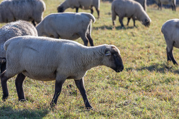 Obraz premium herd of sheeps eating on a pasturage
