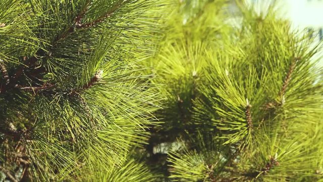 Branches of pine-tree sway in the wind