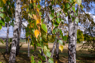 birch branch on the background of trunks in the forest