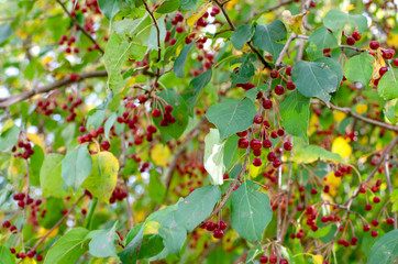 red berries on a branch