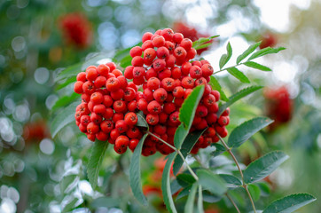 Obraz premium red rowan berries on a bush