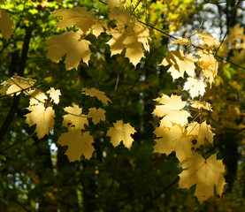 Yellow Maple Leaves in Autumn