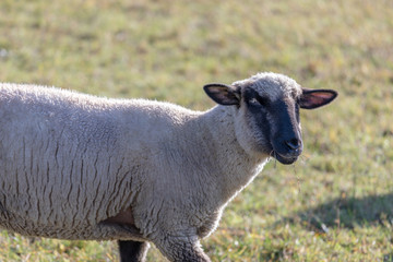 herd of sheeps eating on a pasturage