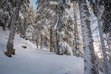 winter snowy forest landscape in a beautiful sunny day. Gran Paradiso National Park, Italy