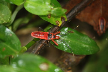 INSECTO